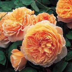 Троянда Кроун Принцесс Маргарет 4л