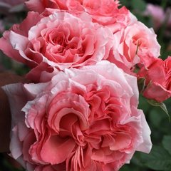 Троянда Лоран Каброль 4л