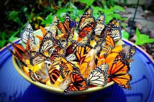 Як заманити метеликів у сад