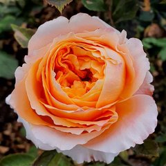 Троянда Каралуна 7л