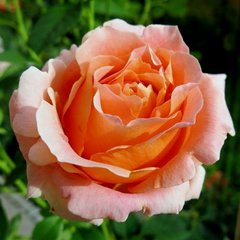 Троянда Полька 7,5л 4роки