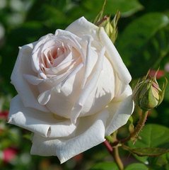 Троянда Мадам Анізетт 4л
