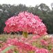 Гортензия Arborescens Pink Pincushion 3л