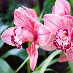 Грунт для орхидей (Субстрат для орхидей)