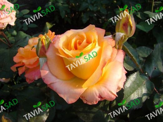 Роза Конфетти 4л - Rose Confetti