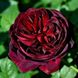 Троянда Графіня Астрид фон Харденберг 4л