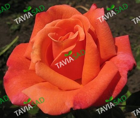 Роза Тройка -Rose Troika