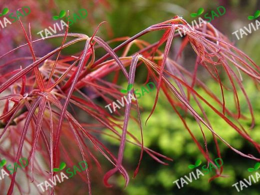 Клен palmatum Red Pygmy 35л h85-120см d 80-110см