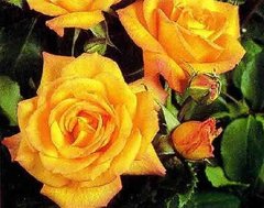 Роза Сахара -Rose Sakhara