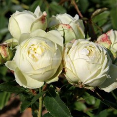 Троянда Веддінг Піано 4л