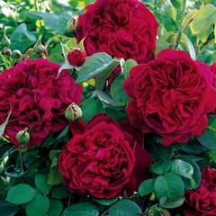 Троянда Вільям Шекспір 4л ПРЕМІУМ