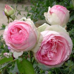Троянда П'єр де Ронсард (троянда Еден Роуз 88) 4л