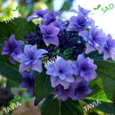 Гортензия Etoile Violette 20л d 60-120 h60-100см