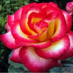 Троянда Лео Ферре 4л
