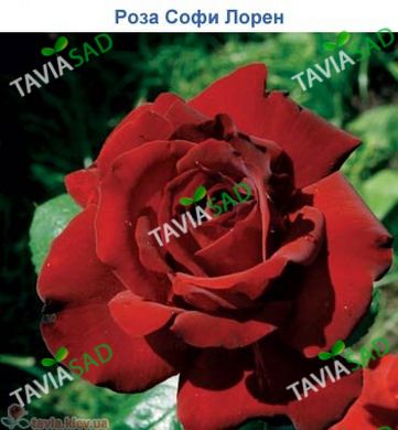 Роза Софи Лорен - Rose Sophy Loren 2л