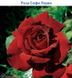 Роза Софи Лорен - Rose Sophy Loren 2л