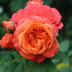 Троянда Емільєн Гійо 4л