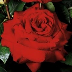 Троянда Гельмут Кохл Роуз  4л (Троянда Ред Ностальжи)