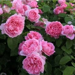 Троянда Мері Роуз 4л
