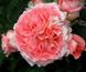 Троянда Нотр Дам де Розарі 4л (Троянда Нотр Дам дю Розер)