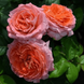 Троянда Нотр Дам де Розарі 4л (Троянда Нотр Дам дю Розер)