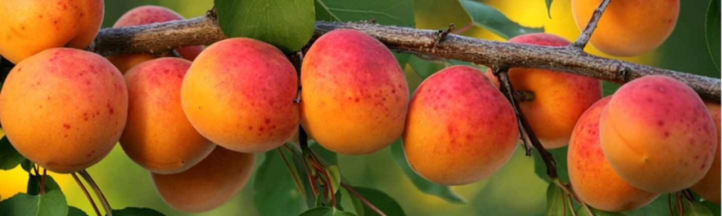Саженцы абрикоса купить Киев опт и розница
