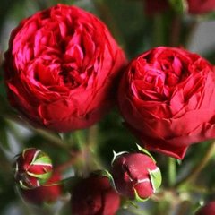 Троянда Ред Піано 4л
