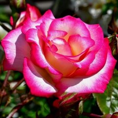 Троянда Хендель 7,5 л 4 роки