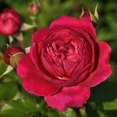Троянда Салма Ес Сед 4л