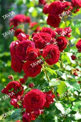 Роза Красная Шапочка - Red Eden Rose
