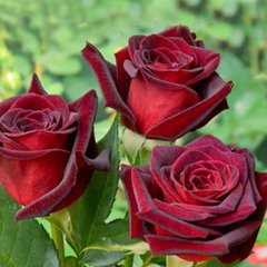 Троянда Блек Меджик 4л