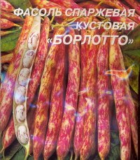 Семена Фасоль спаржевая кустовая Борлотто /20г/