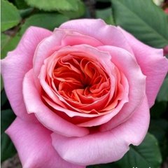 Троянда Мері Енн 7л