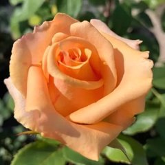 Троянда Версилия  4л