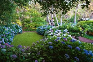 Синій колір у дизайні саду. Сад гортензій