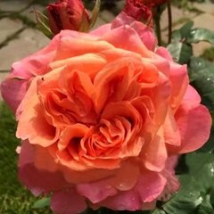 Троянда Етруска 7,5л 4 роки