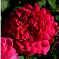Троянда Софі Роуз 4л ПРЕМІУМ