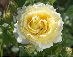 Роза Сирано де Бержерак 2-3л- Rose Cyrano de Bergerac