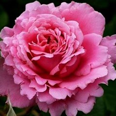 Троянда Бьєнвеню 4л