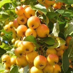 Райське яблуко плакуча форма 150-170 см (жовті яблука)