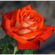 Троянда Верано 4л