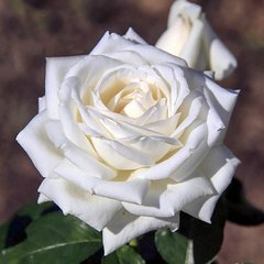 Троянда Боінг 4л