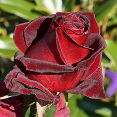 Троянда Блек Баккара 4л
