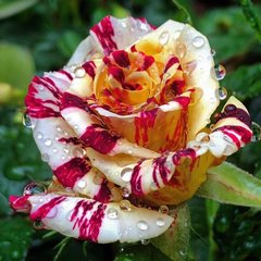 Троянда Камілль Пісарро 7л