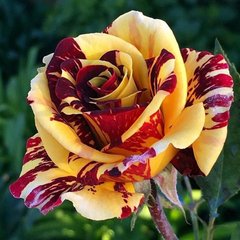 Троянда Камілль Пісарро 4л