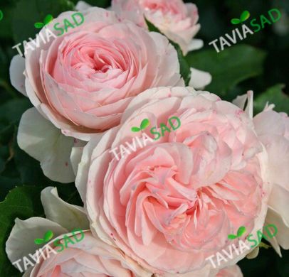 Троянда Ларисса 3-4л