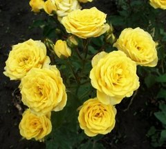 Роза Голден Беби С2-Rose Golden Baby