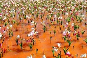 Чудо природы - цветение пустынных лилий