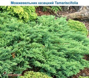 Можжевельник Tamariscifolia 3л