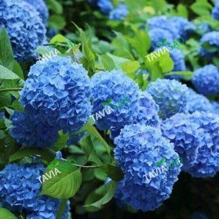 Гортензия Niko Blue 3л 1 год